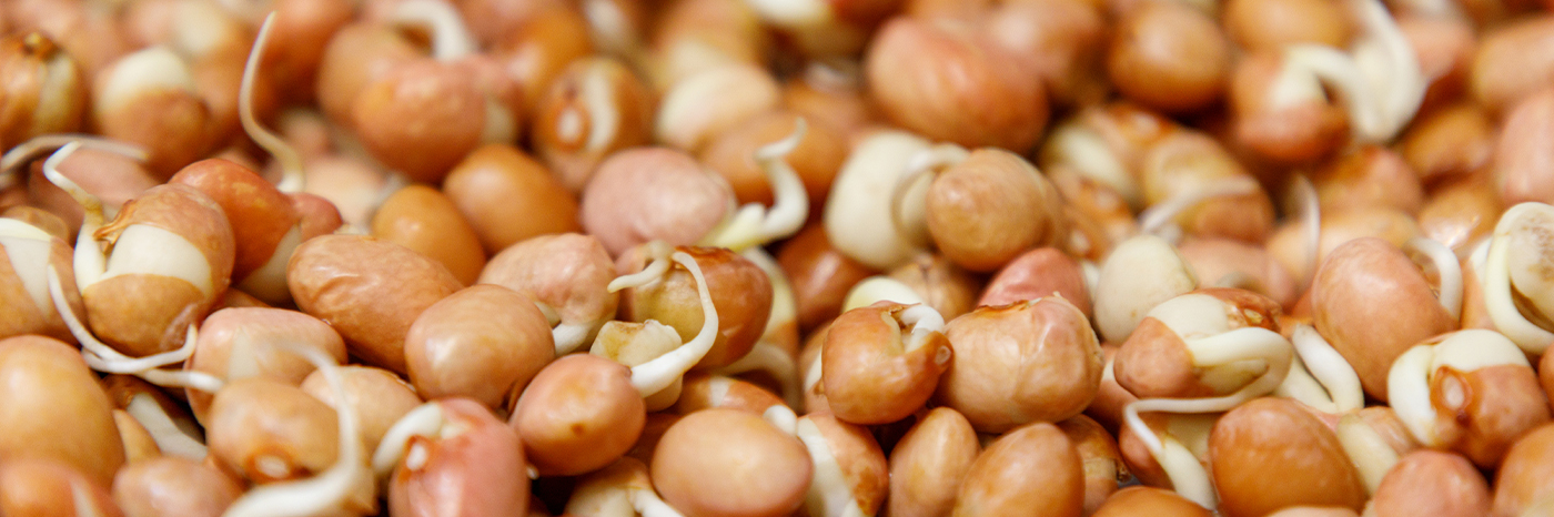 Promoting the consumption of beans native to the Basque Country through germination